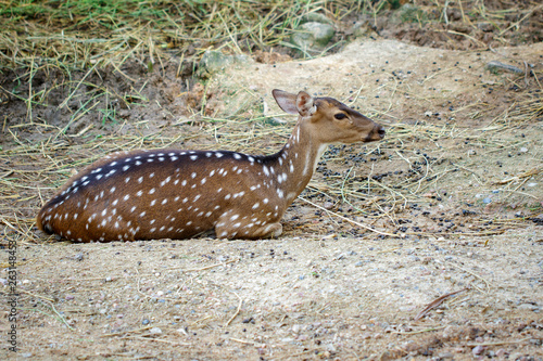 Image of a chital or spotted deer relax on the ground. Wildlife Animals.