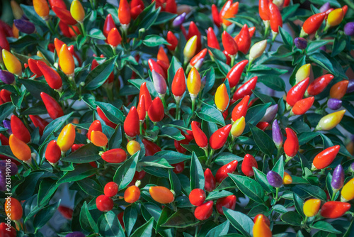 background of colorful peppers