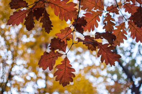 autumn leaves