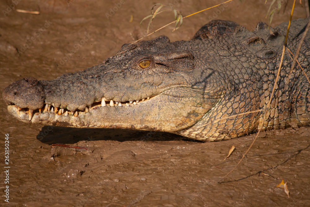 Obraz premium crocodile head