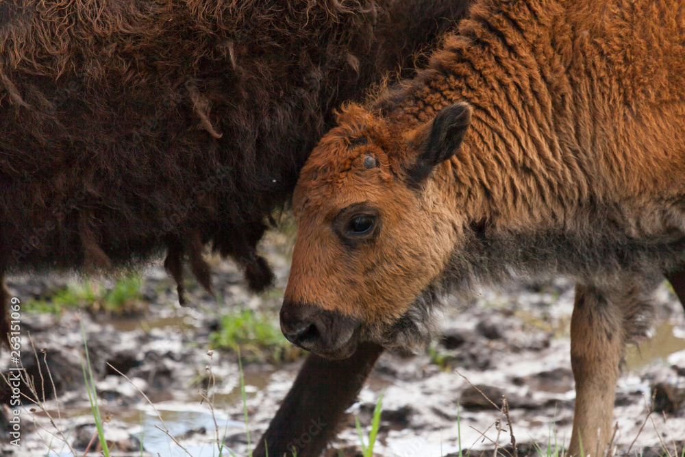 Baby Bison Face