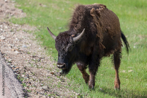 Yearling Bison in Spring
