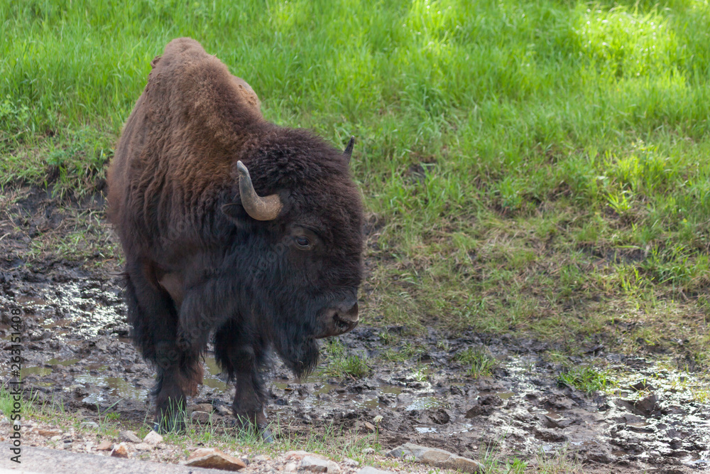 Fototapeta premium Large Bison Bull