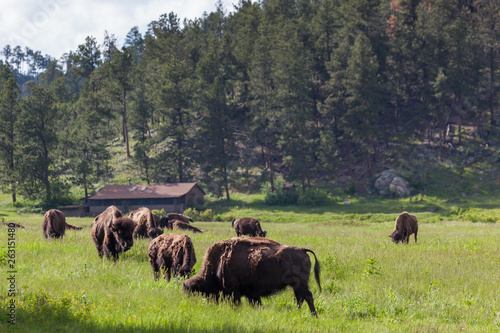 Group of Bison in Spring