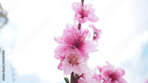 桃の開花　日本 © 二人の小人
