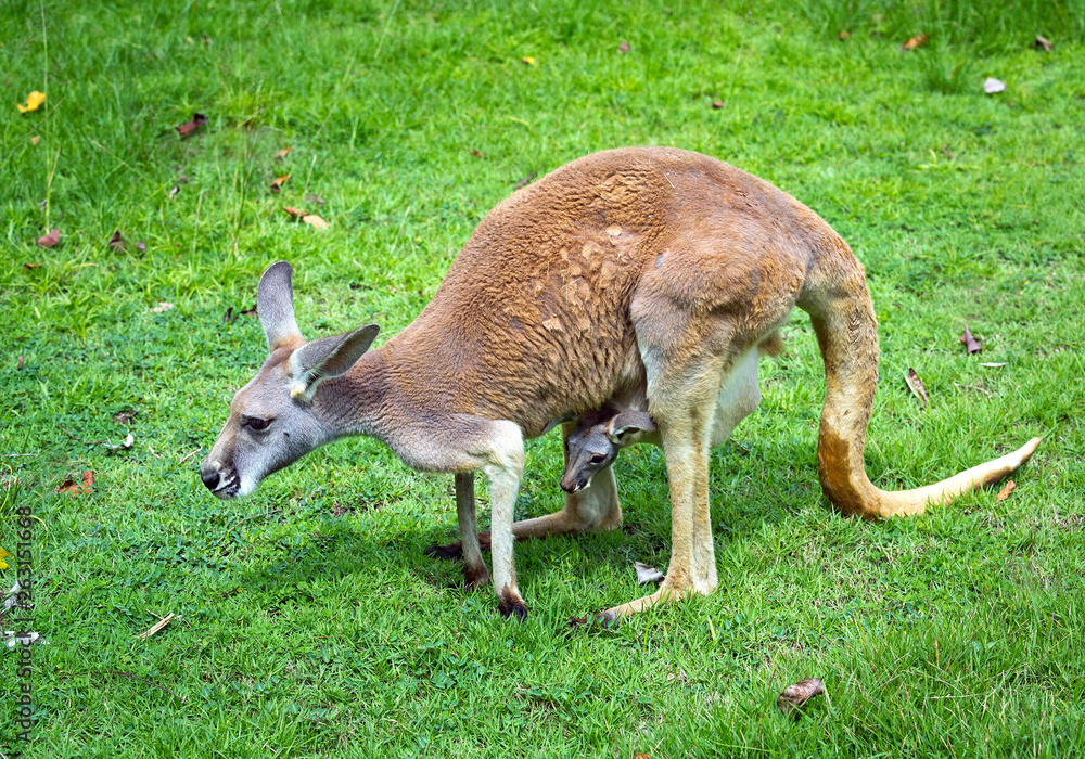 Red kangaroo, mother and baby are resting on the grass. Red kangaroo, mother and baby are resting on the grass.