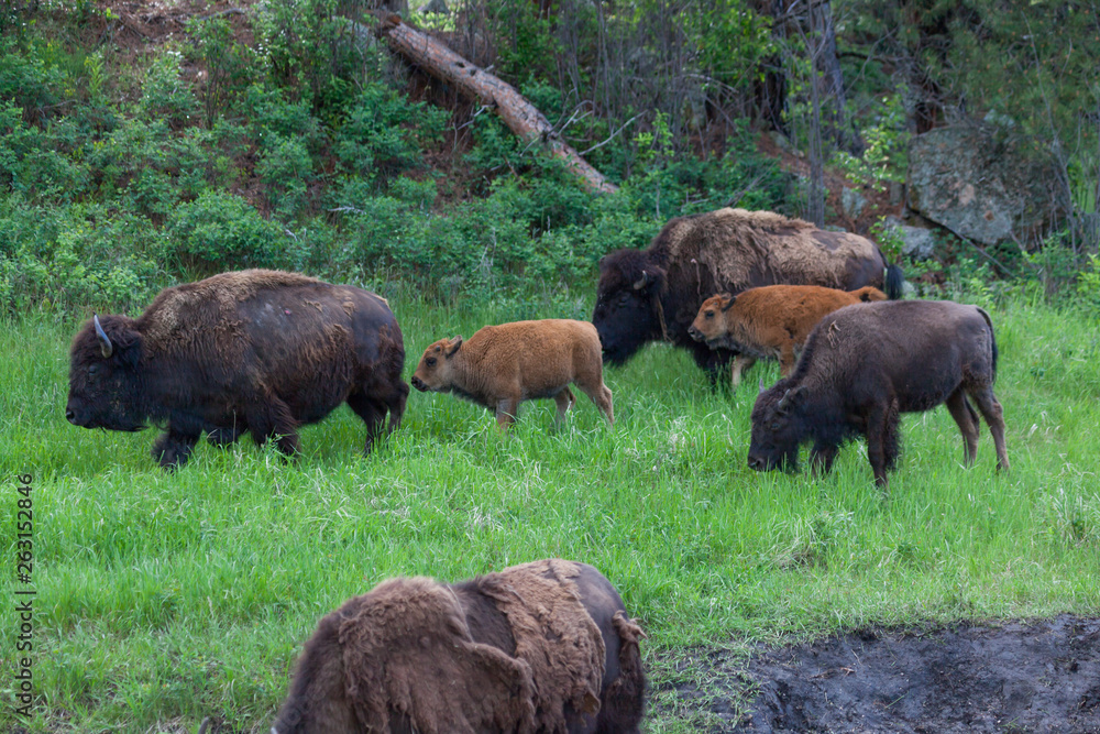 Herd of Bison Herd of Bison