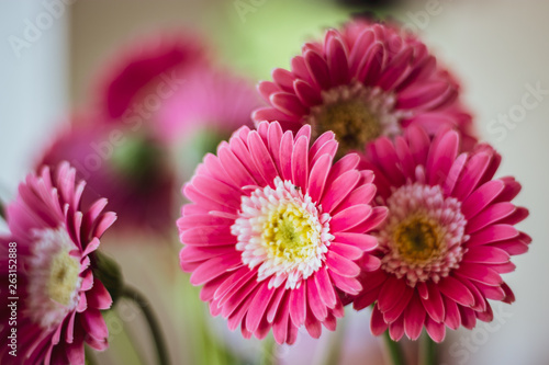 Pink Flowers