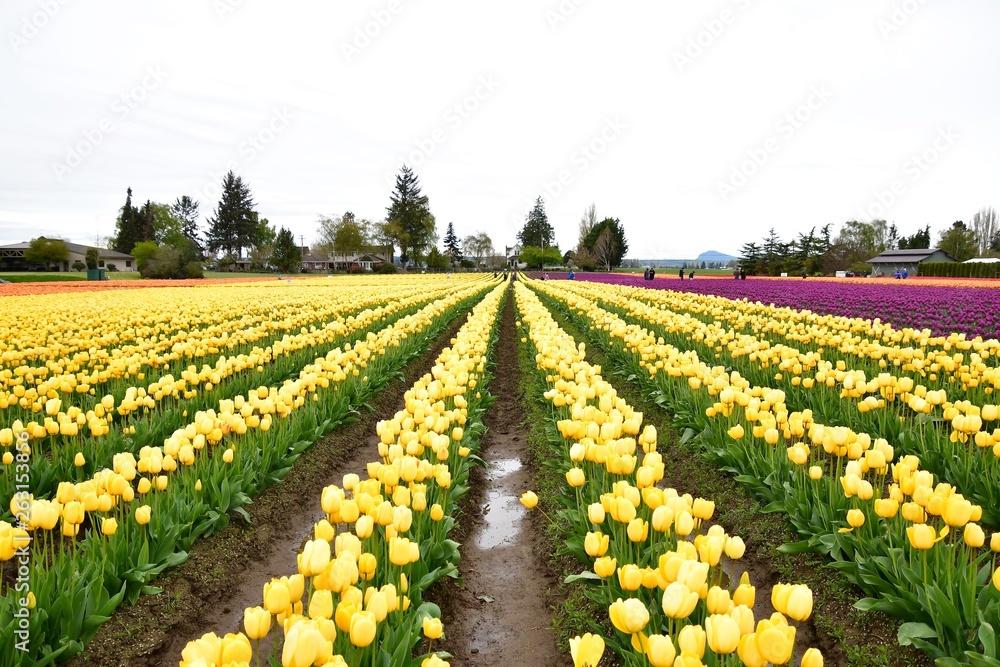 スカジット　バレ－　チュ－リップ　フェスティバル ワシントン州　アメリカ　　Skagit valley tulip festival