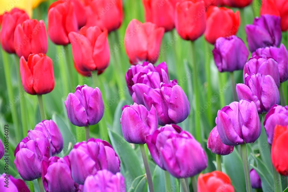 スカジット バレ- チュ-リップ フェスティバル ワシントン州 アメリカ Skagit valley tulip festival スカジット バレ- チュ-リップ フェスティバル ワシントン州 アメリカ Skagit valley tulip festival