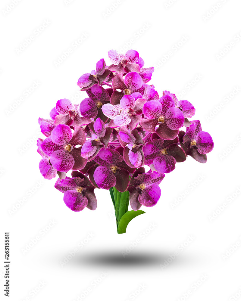 Pink streaked orchid flower, isolated on white background Pink streaked orchid flower, isolated on white background