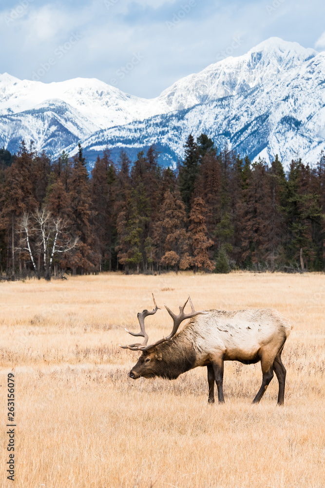 Fototapeta premium Bull elk in the wild