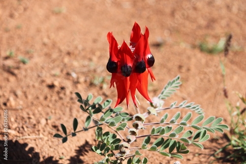 Obraz na płótnie sturt desert pea