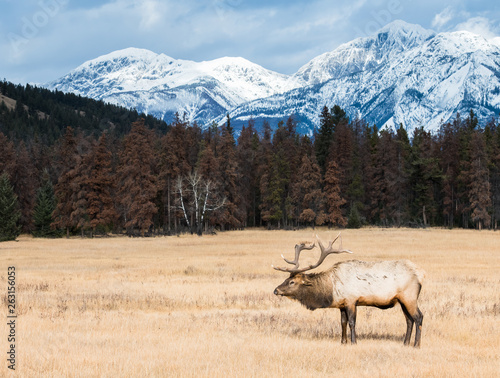 Bull elk in the wild