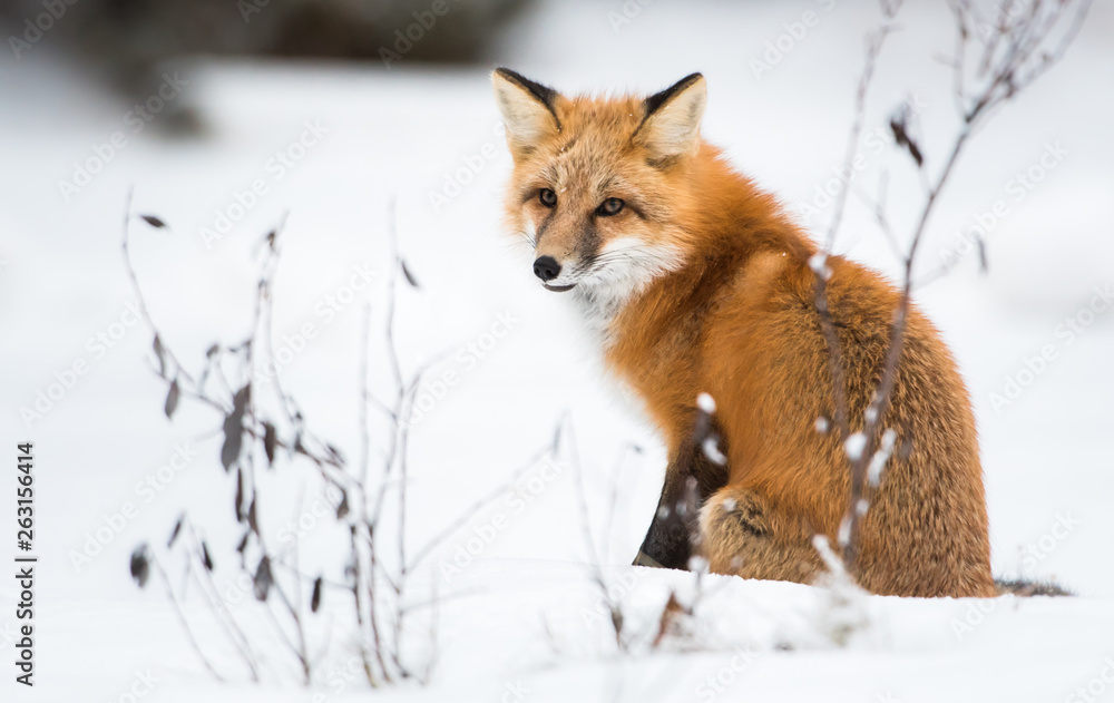 Red fox in the wild