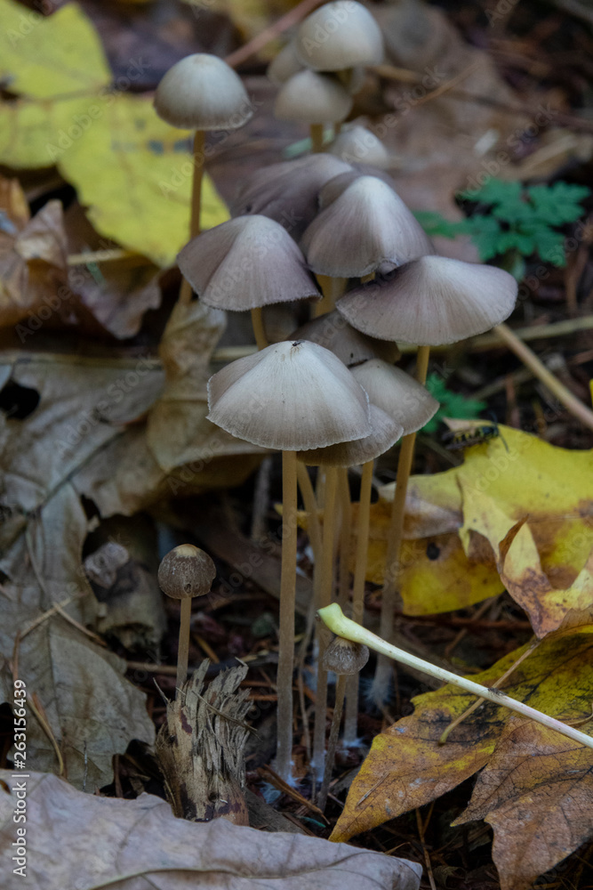 Mushrooms in the forest with yellow leaves Mushrooms in the forest with yellow leaves