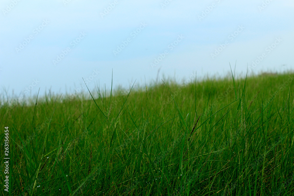 Dense green grass grows freely in the rice fields Dense green grass grows freely in the rice fields