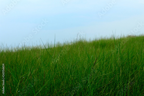 Dense green grass grows freely in the rice fields
