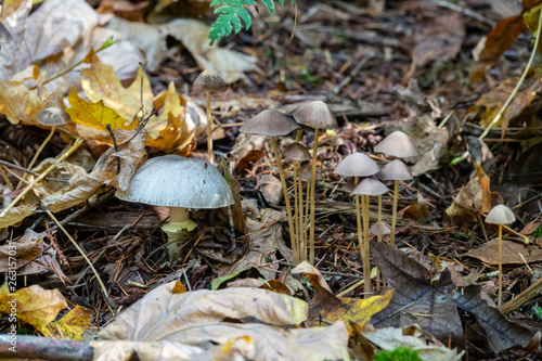 Two kinds of mushrooms on forest floor