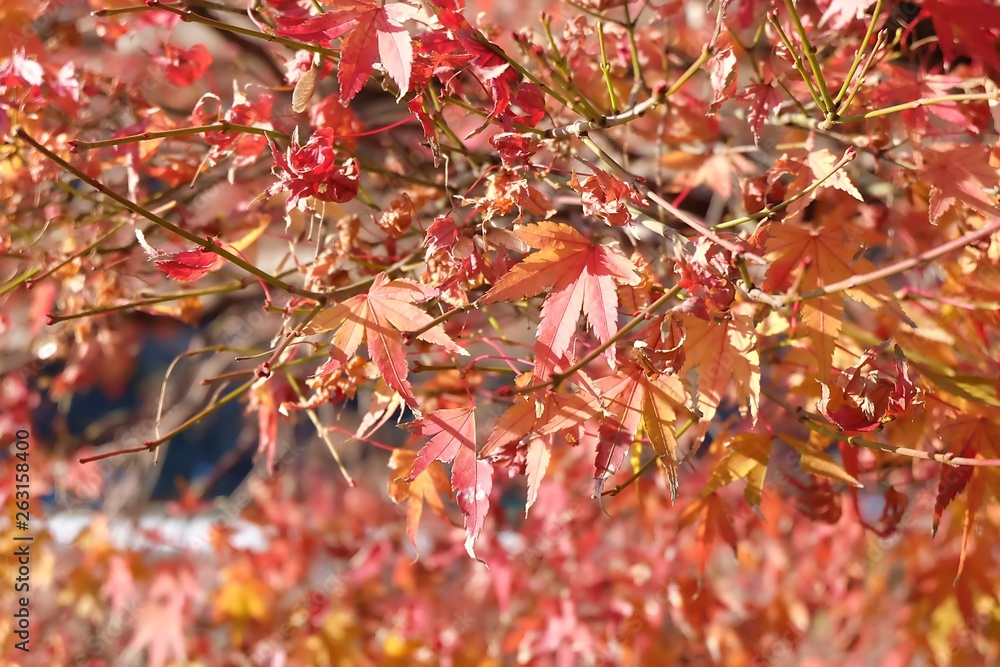 The beautiful closeup maple leaves near a rive in autumn in Japan. Using as background nature landscape The beautiful closeup maple leaves near a rive in autumn in Japan. Using as background nature landscape