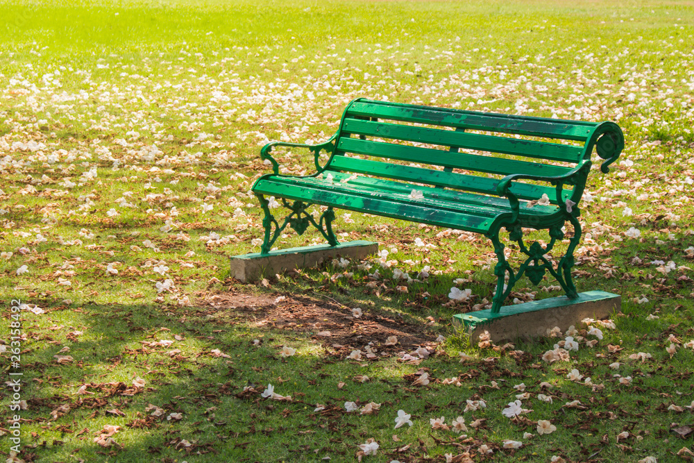 Green metal bench place on green lawn grass meadow field surrounded with dried pink flower fall from the trees in public park. (Selective focus) Green metal bench place on green lawn grass meadow field surrounded with dried pink flower fall from the trees in public park. (Selective focus)
