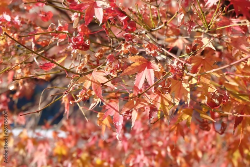 The beautiful closeup maple leaves near a rive in autumn in Japan. Using as background nature landscape