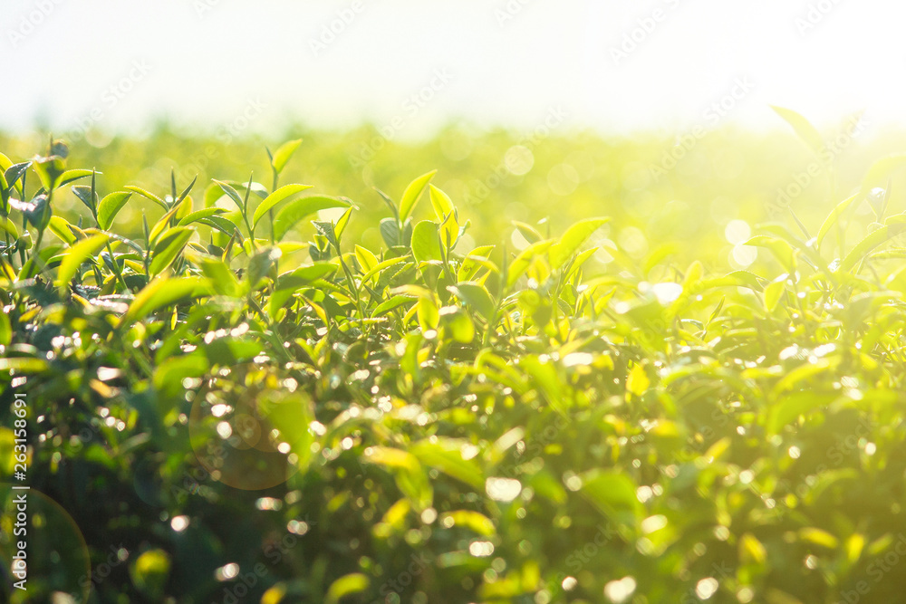 Close up green tea leaves growth at tea plantation in the morning time. (Selective focus) Close up green tea leaves growth at tea plantation in the morning time. (Selective focus)