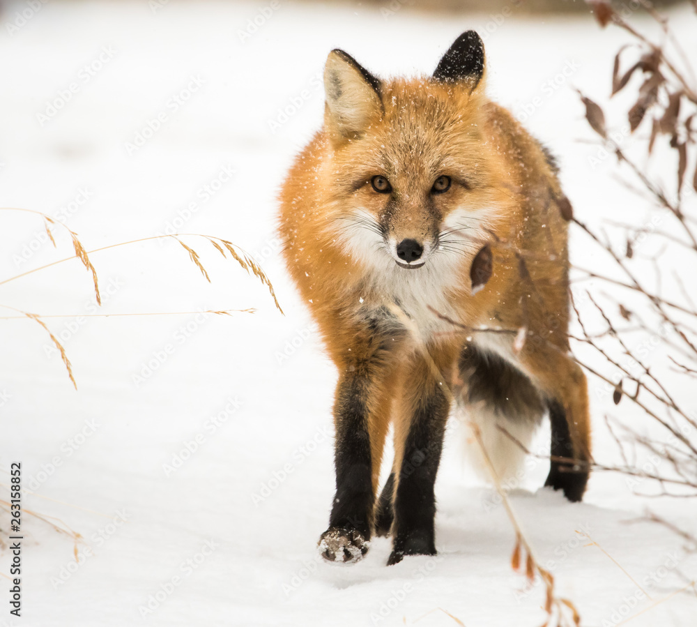 Obraz premium Red fox in the wild