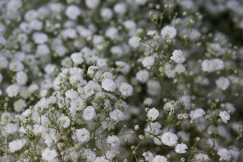 white flowers of a tree white flowers of a tree