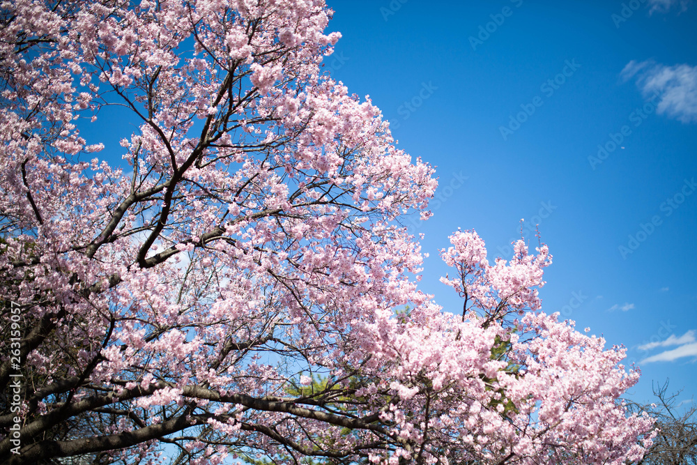 Beautiful pink cherry blossom tree season in japan sky Beautiful pink cherry blossom tree season in japan sky