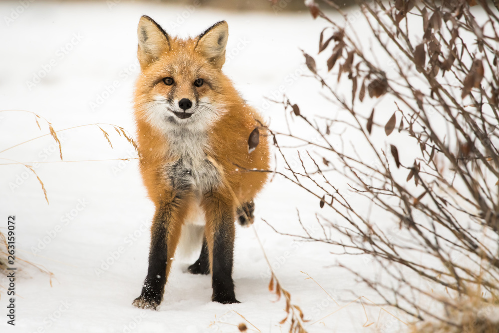 Fototapeta premium Red fox in the wild