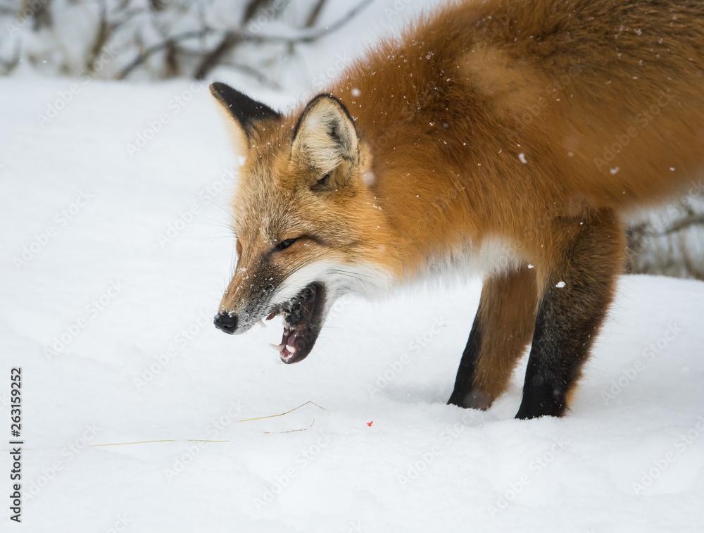 Red fox in the wild Red fox in the wild