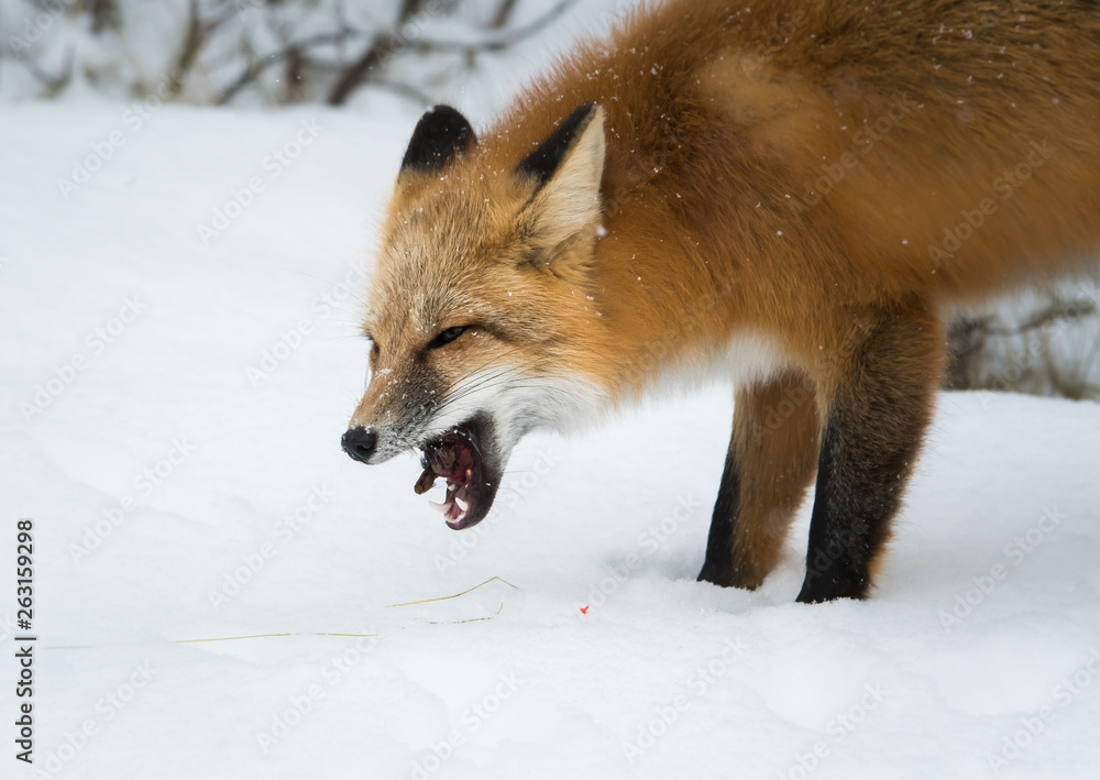 Red fox in the wild Red fox in the wild