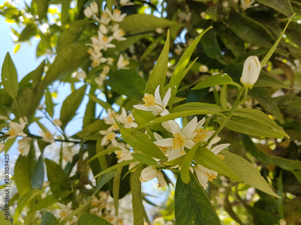 orange tree flowers fresh aroma green leaves for detergent background orange tree flowers fresh aroma green leaves for detergent background