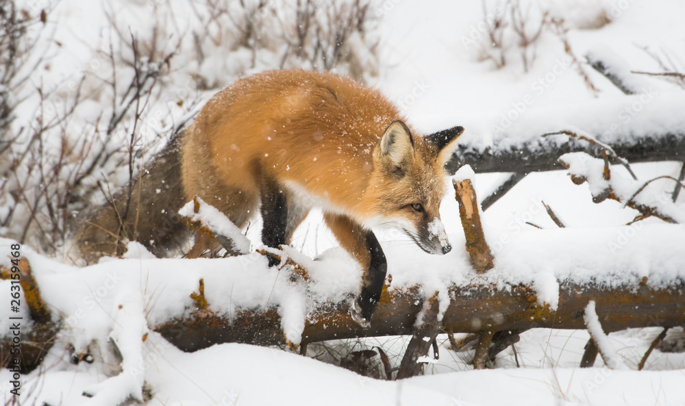 Red fox in the wild Red fox in the wild