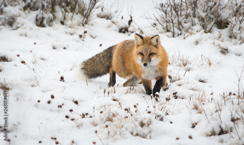 Fotografie Red fox in the wild
