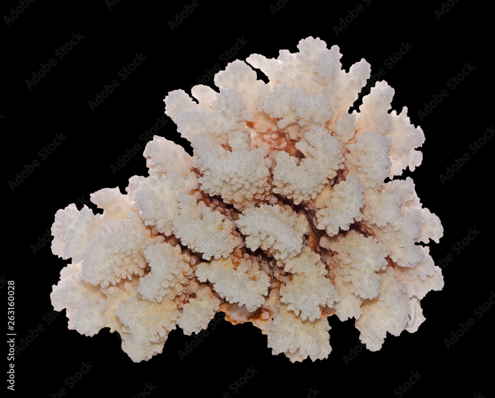 coral isolated on black background coral isolated on black background