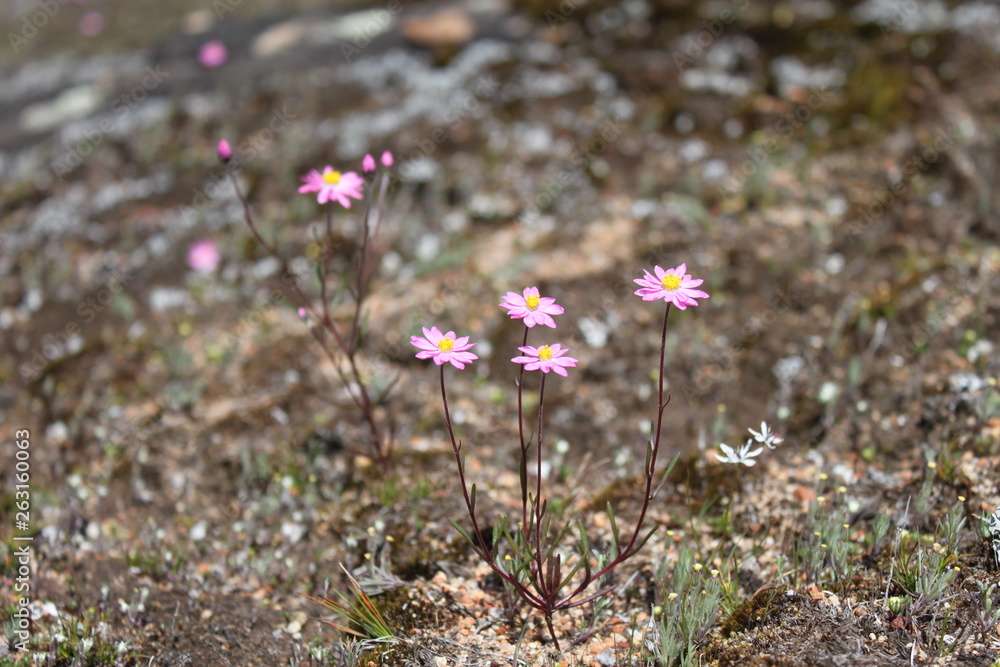 Obraz premium pink flowers