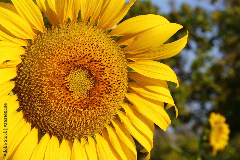 beautiful flower, sunflower blossom blooming in nature beautiful flower, sunflower blossom blooming in nature