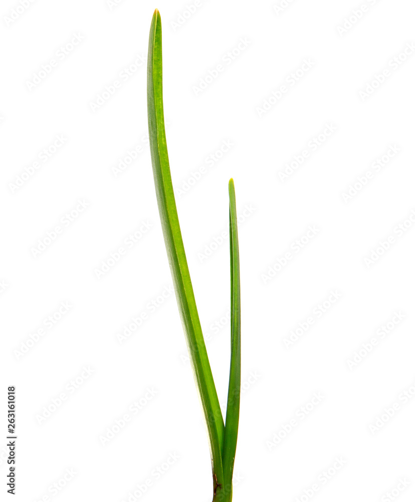 green garlic leaves on an isolated white background. green grass isolate green garlic leaves on an isolated white background. green grass isolate