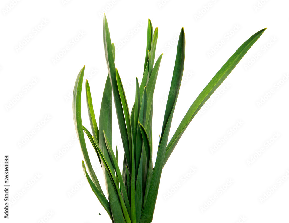 Obraz premium large bunch of green leaves of garlic on an isolated white background. bouquet of green grass isolate