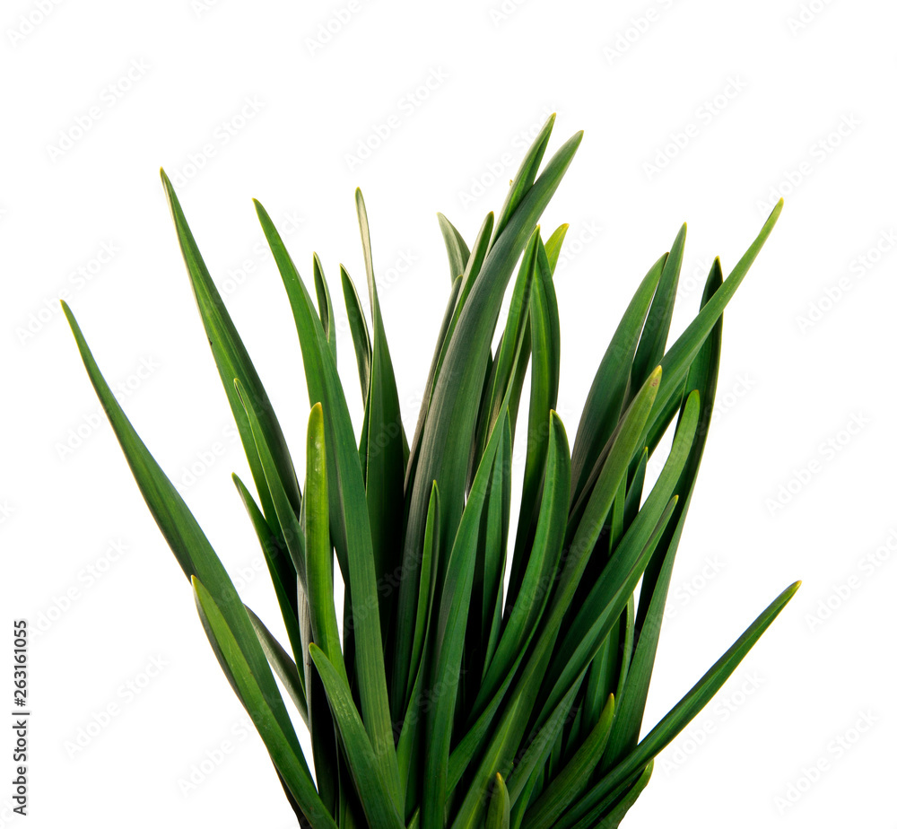 large bunch of green leaves of garlic on an isolated white background. bouquet of green grass isolate large bunch of green leaves of garlic on an isolated white background. bouquet of green grass isolate