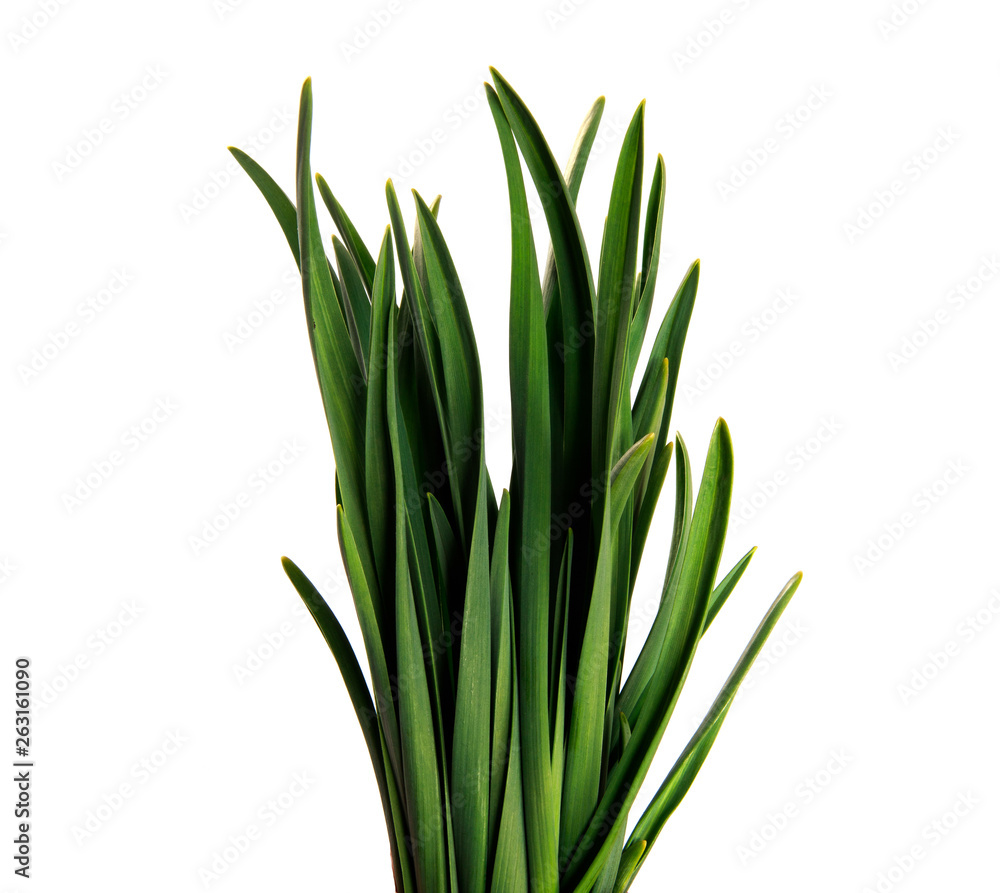 large bunch of green leaves of garlic on an isolated white background. bouquet of green grass isolate