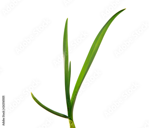 Wallpaper Mural green garlic leaves on an isolated white background. green grass isolate Torontodigital.ca