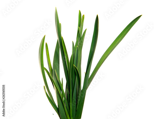 large bunch of green leaves of garlic on an isolated white background. bouquet of green grass isolate