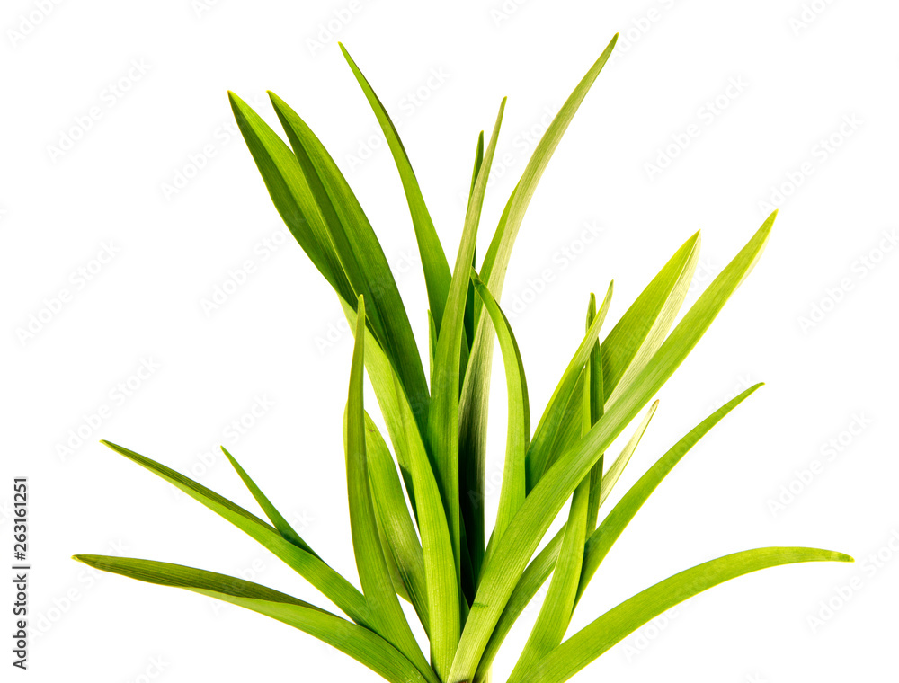 Obraz premium bunch of green leaves of the daylily flower on an isolated white background. bouquet of green grass isolate