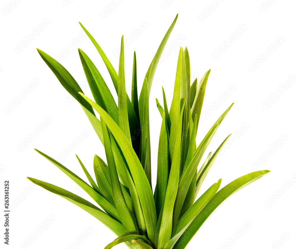 bunch of green leaves of the daylily flower on an isolated white background. bouquet of green grass isolate