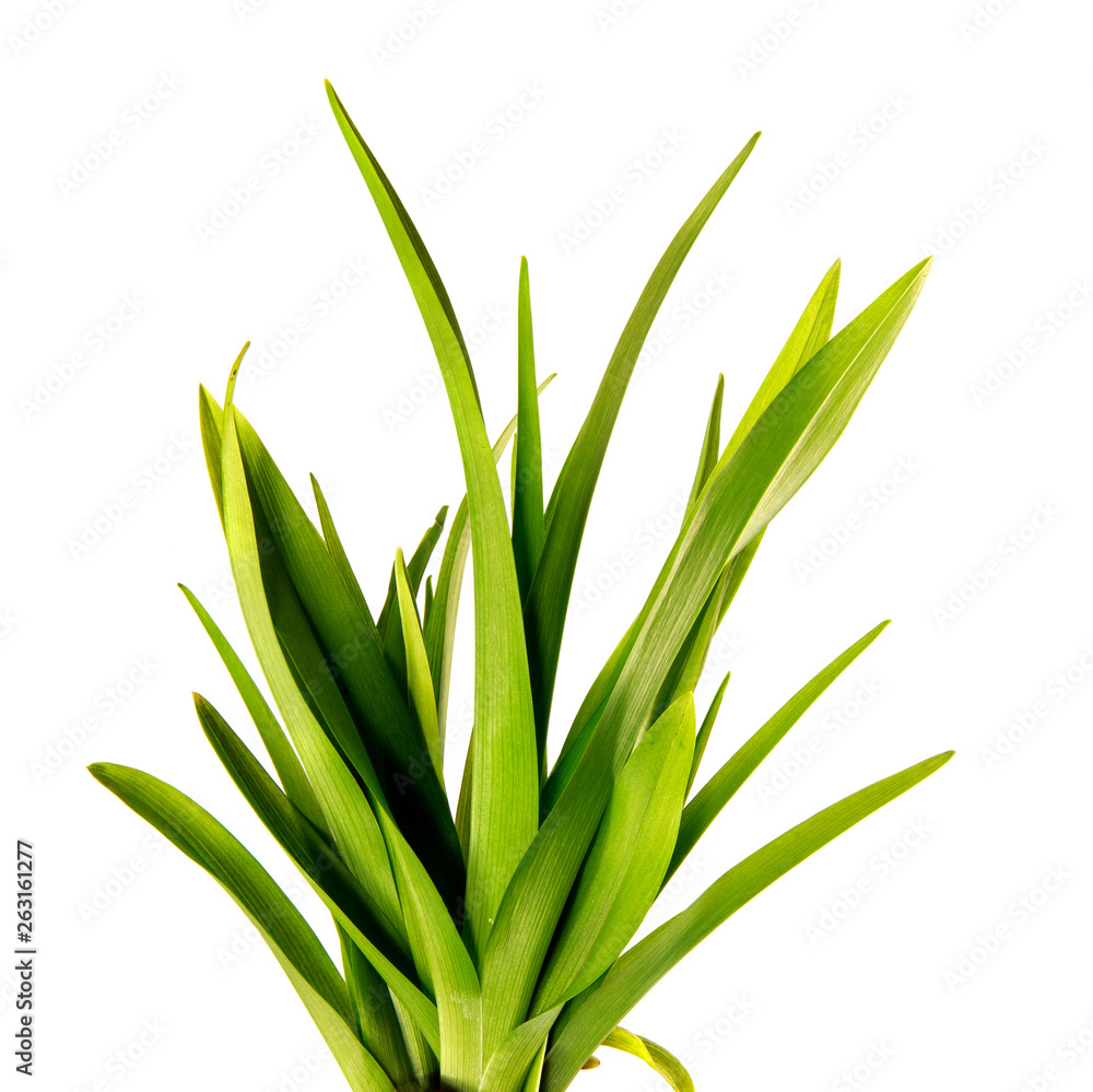 Obraz premium bunch of green leaves of the daylily flower on an isolated white background. bouquet of green grass isolate