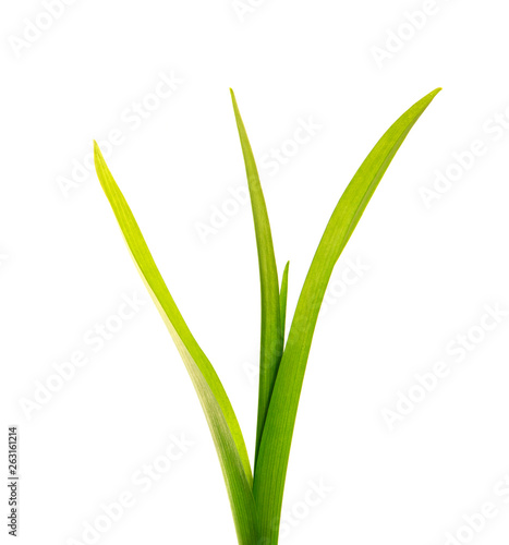 bunch of green leaves of the daylily flower on an isolated white background. bouquet of green grass isolate