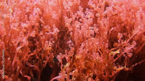 Soft coral with pink bubbles, pulsing corals in underwater world. Footage of gorgonians or Alcyonacea, ruby marine seaweed, underwater world. Pulsatory colony of red Heteroxenia fuscescens photo